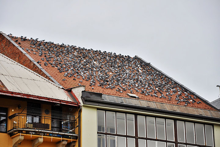 A2B Pest Control are able to install spikes to deter birds from roofs in Cwmbran.