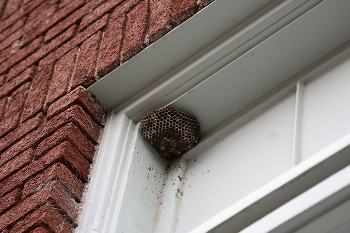 We provide a wasp nest removal service for domestic and commercial properties in Cwmbran.